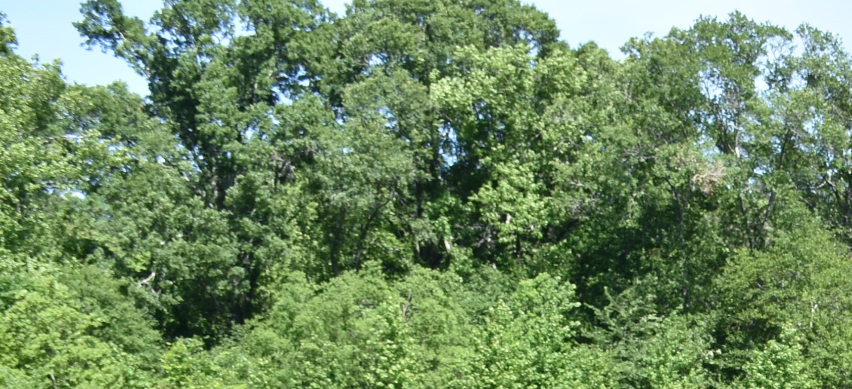 Forestry forum set for April 6 in Hammond
